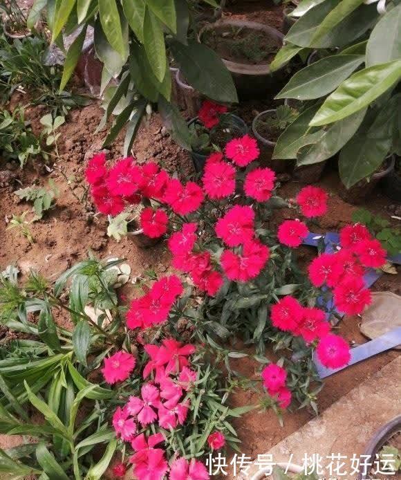 栽种|小院养花,石竹花是首选,耐晒,花期长,不怕涝,开花还很多