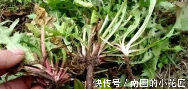 蒲公英|蒲公英和此物一起泡，每天喝一杯，排出毒素，肝也越来越健康