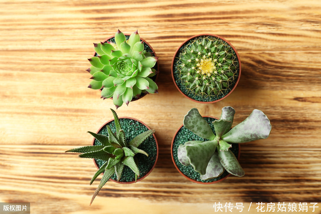 天气预报|多肉植物怎么浇水?提供浇水七大知识点,让养殖多肉变得更加简单