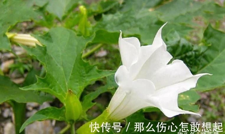 数据库|漂亮的有毒花，认识20种“大毒花”，涨知识不吃亏