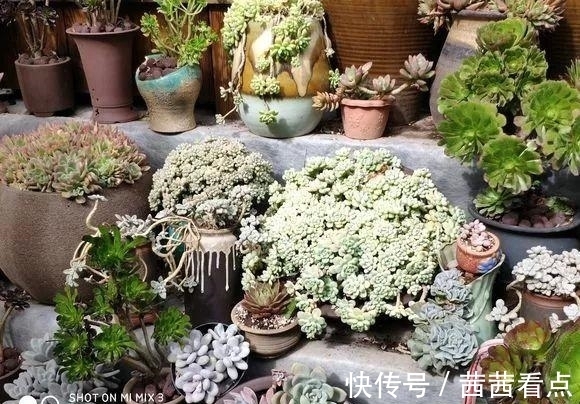 张大姐养多肉, 连屋顶也不放过, 8年种了3万棵!