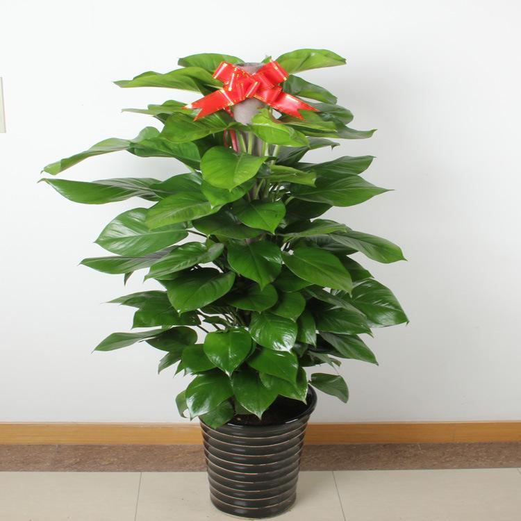 植株|客厅养花别乱养，选5种花，好养好看，高端大气上档次