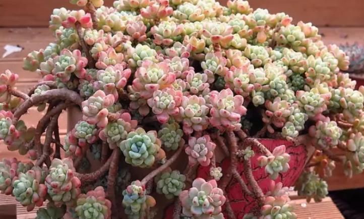 土壤|5种自带香味的多肉植物,真的很好闻