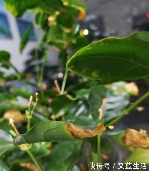 干枯|茉莉花叶片焦枯，有2种“病因”，避开养护，生长不断，开花爆盆