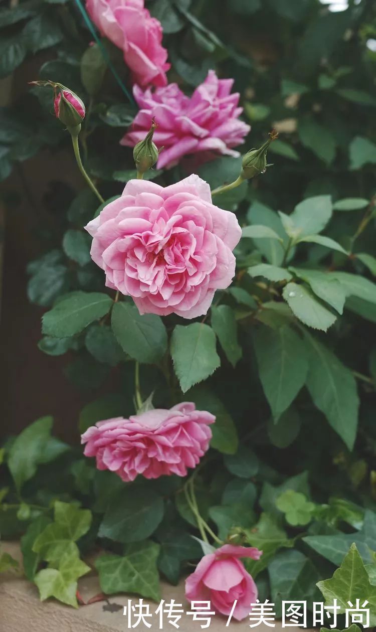 130㎡大露台,花1年改造成“花草蔬果园”,体验屋顶上的田园生活