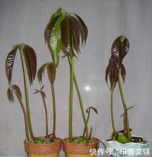 籽儿|两种果子吃完,籽儿撒在花盆里,长出漂亮盆景,一两年枝子挂满果