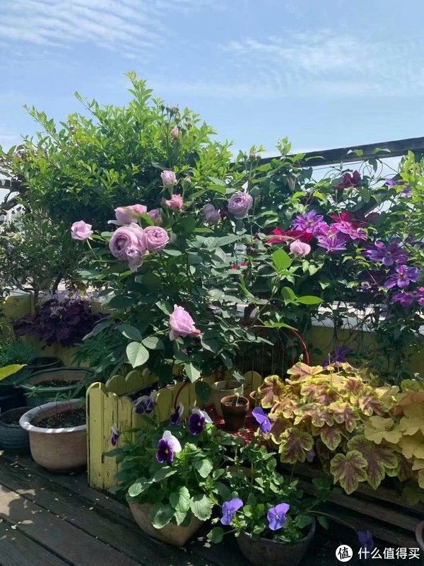 露台花园成型记（篇二）