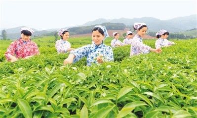 建瓯：在绿水青山间致富