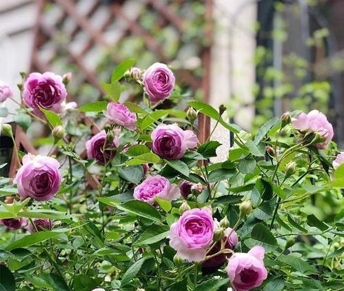 海神王|这些月季专为阳台而生,分枝多开花旺抗病性强,好养好看适合新手