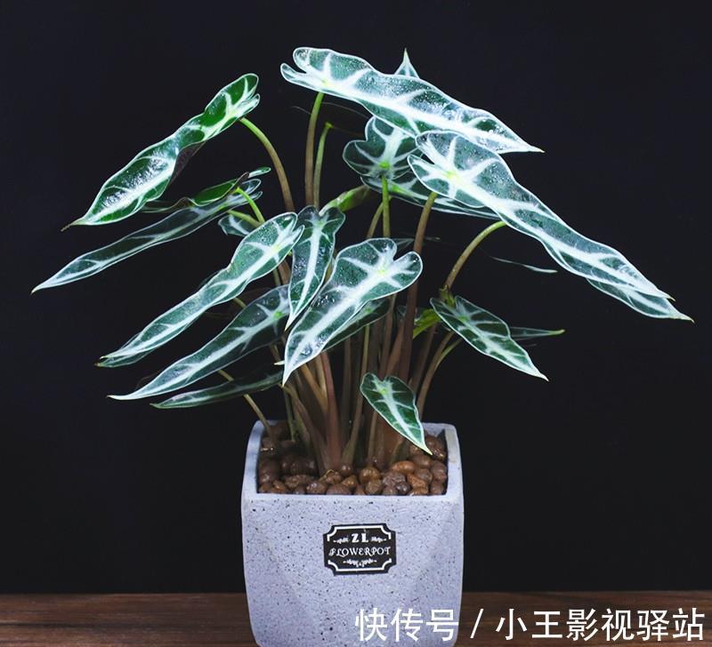 养护|5种“耐阴花”,家里采光差,一样常开花,高端大气又好养