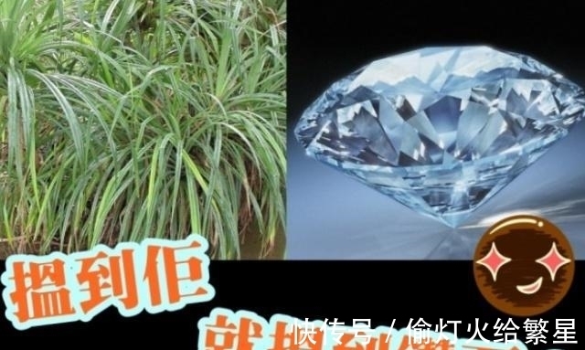 金伯利岩|找到这种植物就能找到钻石？被称为钻石指南针，下次碰见可别放过
