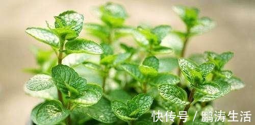 功效|红枣加一物,益气补血,健脾和胃,减脂降压,清理宿便有一招!