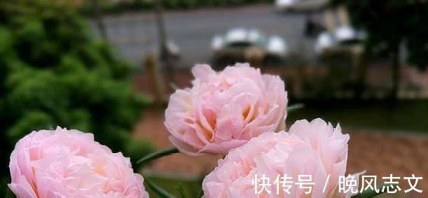 它叫“半枝莲”，开花似“牡丹”，撒一把种，开一片“五彩花”！