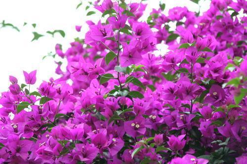 三角梅只冒叶子不开花，找准原因，花比叶子窜得快，这招真有用