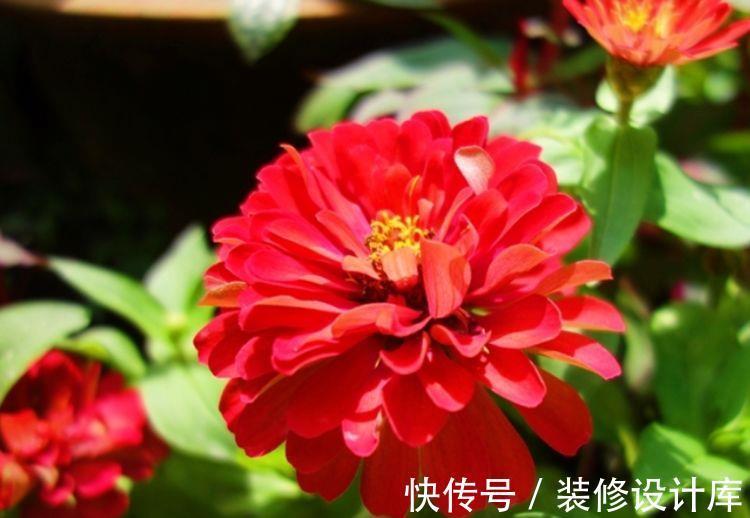 盆栽|从8月18日开始，家养此款花卉，好养易活、耐干旱，是盆栽佳品