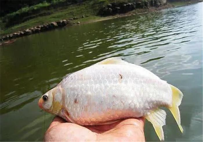 钓友|日本“假鲫鱼”入侵我国,比真鲫鱼还受欢迎,钓友一次钓一桶
