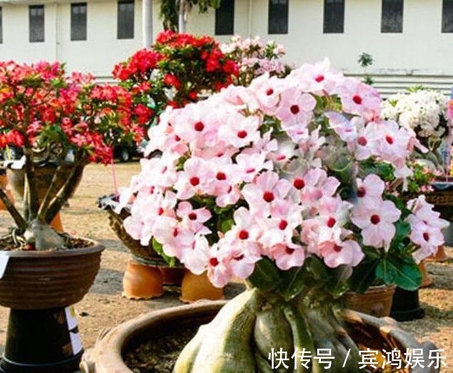 养护|养护沙漠玫瑰,谨记''2点'',叶子绿油油,“玫瑰花”开挂满枝