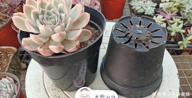 漂亮|养多肉选花盆很关键,注意这几点,多肉上盆美美哒