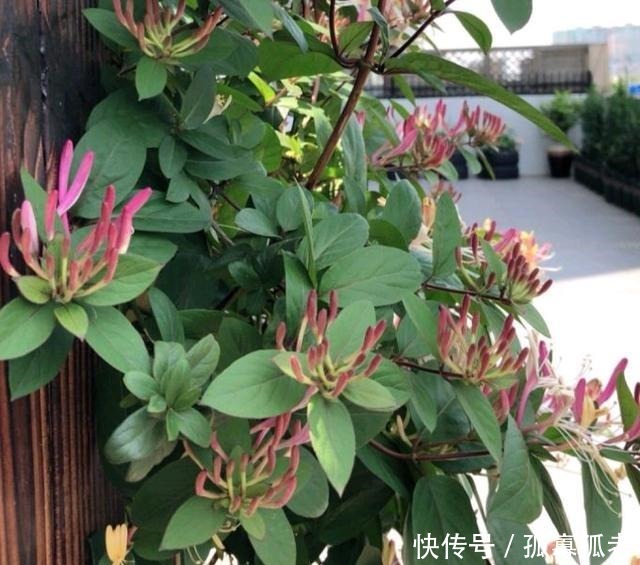 此花去火、解毒、散热,适当食用益处多,家里有阳台要种2棵!