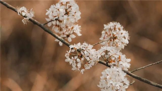 蔷薇科|怀化这些地方的野樱花“拍了拍”你