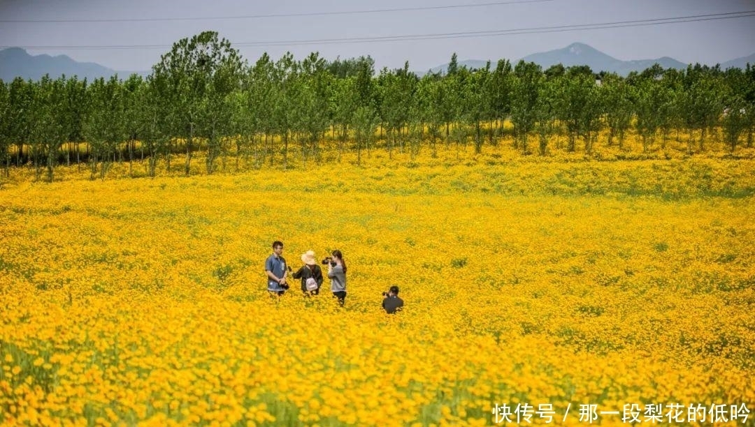 属于河南邓州的油菜花风景