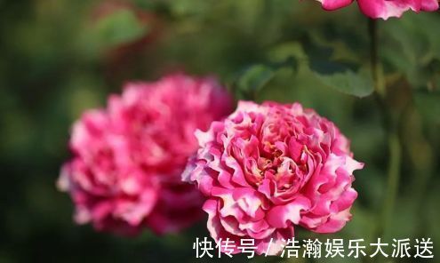 凤仙花|喜欢月季,不如试试“精品玫瑰”紫雾凝霜,群芳争艳,妩媚动人!