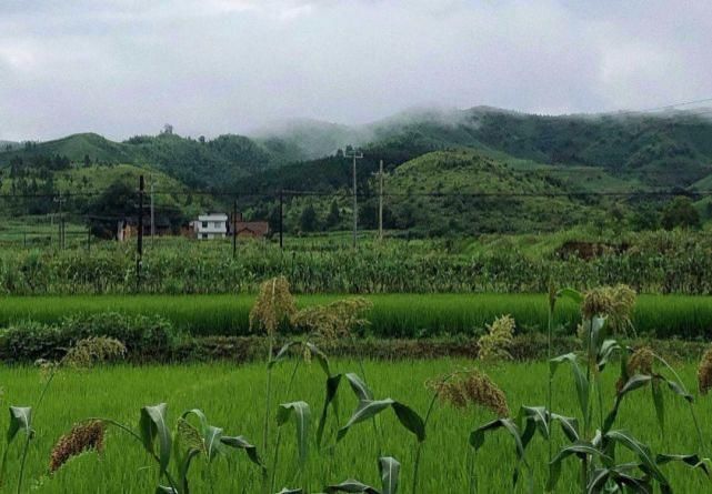 清明雨上，折菊寄相思