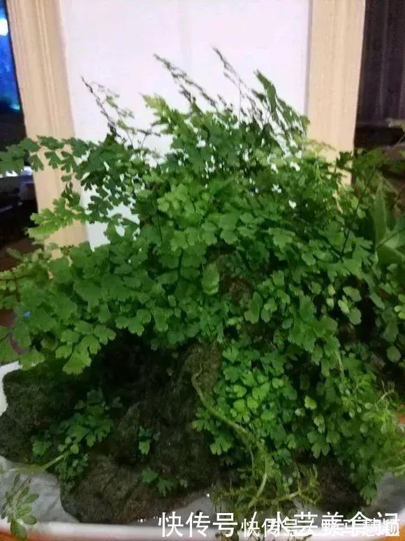 吊兰|这6种花是“天然净化器”,家中养1盆,潜伏的甲醛也会吸干净!