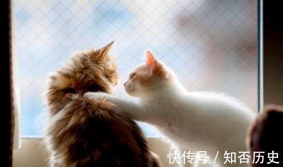 路易斯$他画了一辈子的猫,没想到患上疾病之后画风大变,令人唏嘘不已