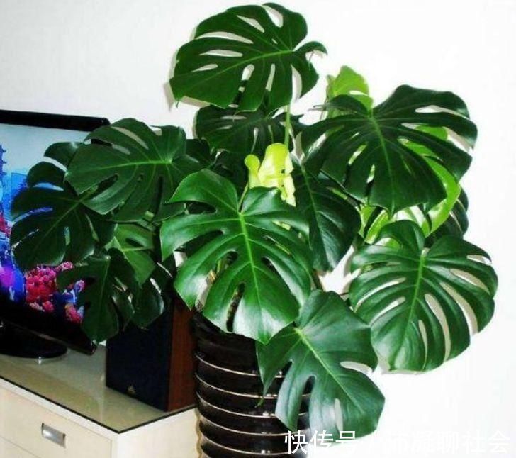 家养5种旺运花,富贵好运财源滚滚来,懂花的人都在养