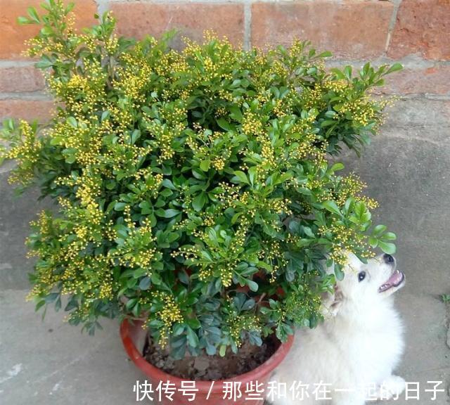这3种“盆景”个子虽小，却香飘十里，除螨抗菌，客厅最好养1盆！