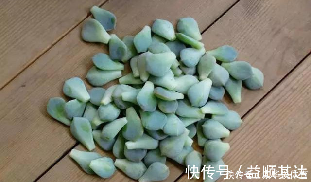 垂盆草|养花技巧6种花扔土里就能活，养死了算你厉害