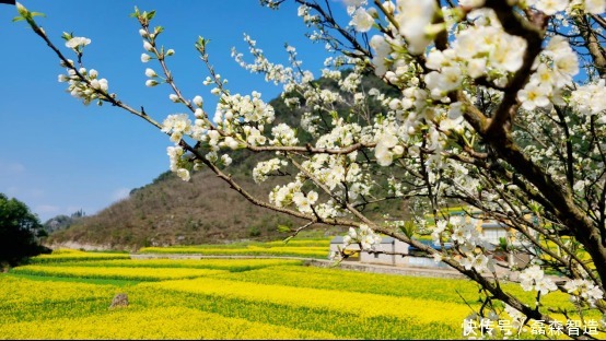 老年|云南省罗平县:春花竞相开放 相映成趣