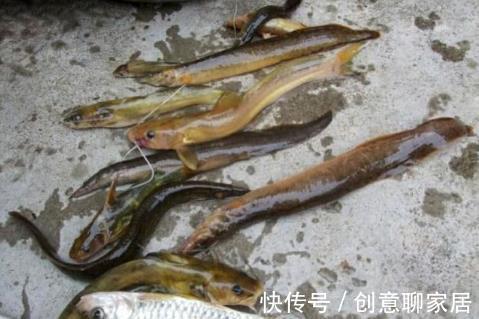 刀鳅|钓鱼人口中的“四大害鱼”,钓鱼时最怕碰到了,其实味道都很鲜美