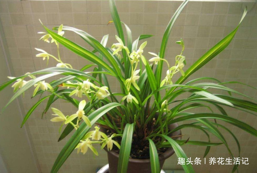 兰花叶子“萎靡不振”，用个“小方法”，叶子笔直挺立，操作简单