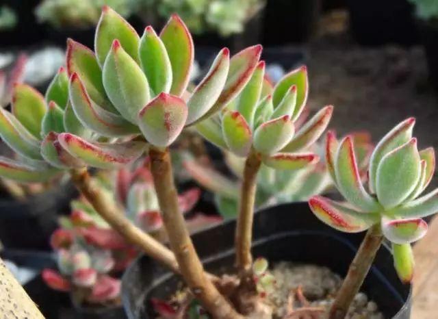 多肉法师不但长得快,颜色艳品种多,越看越喜欢!