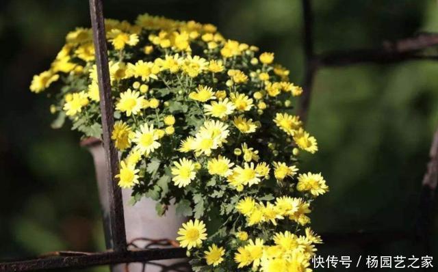 入冬|入冬后你的菊花开完了吗?赶紧修剪,不仅促笋芽,而且能扦插