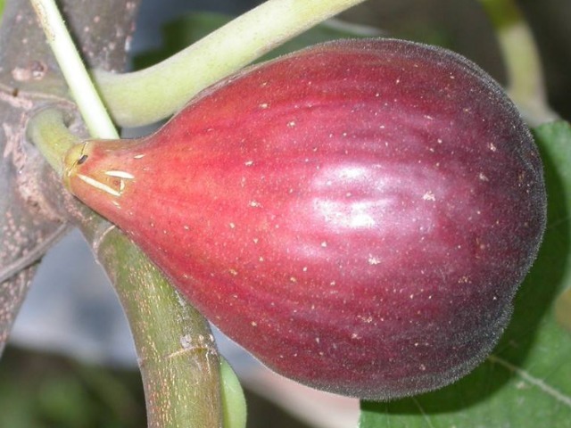 无花果|此果是货真价实的“生命之果”,不但好吃到逆天,营养也忒丰富了