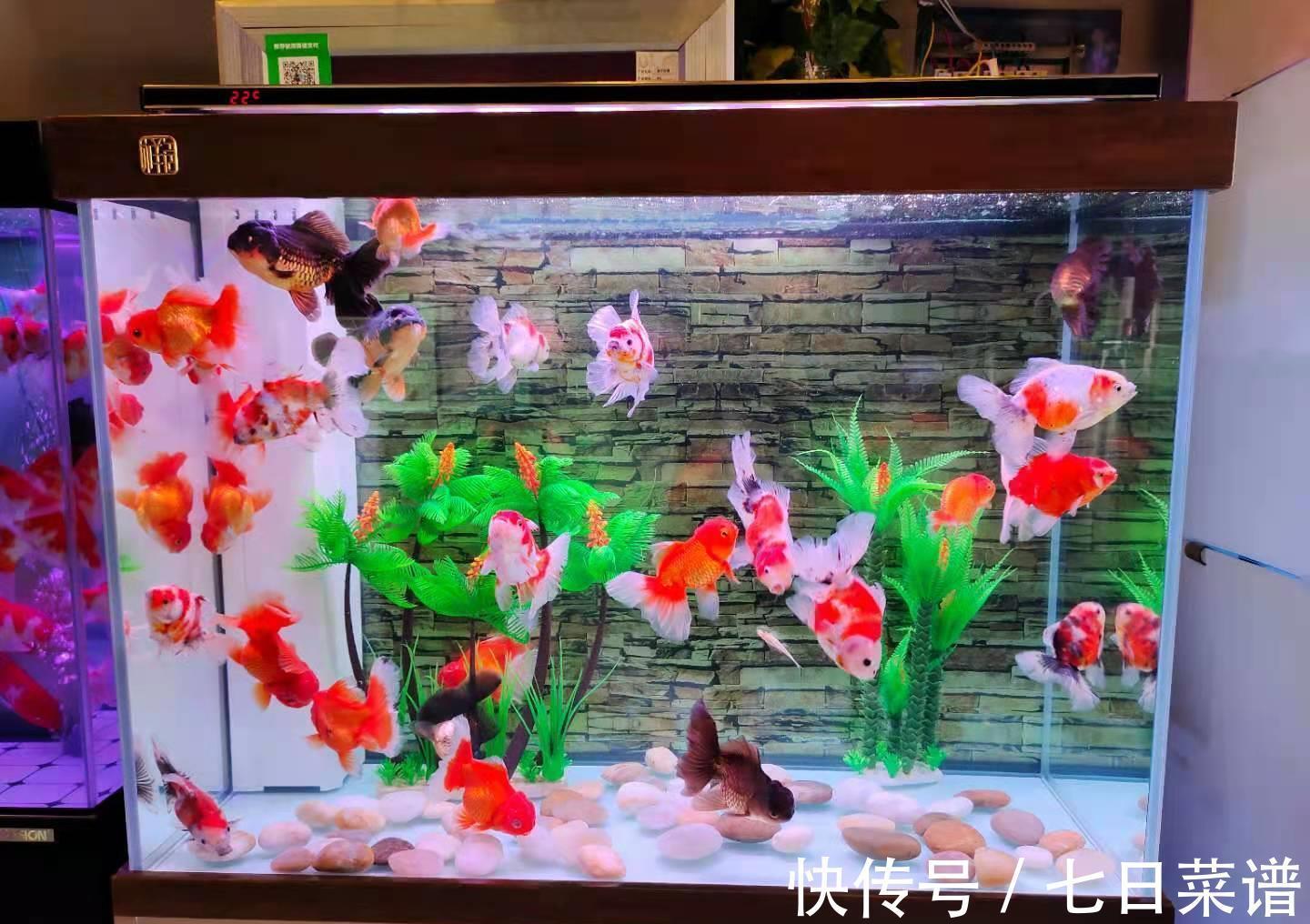 毛病|饲养金鱼容易出现哪些问题,为什么说金鱼的毛病可不少?