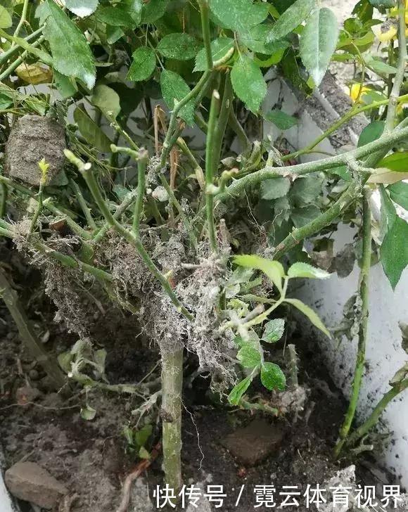 垃圾桶里一堆“贵货”花,丢人也要捡,带回家就开花