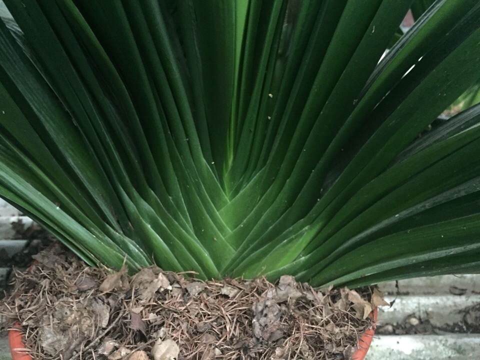 君子兰吃点“大补肥”,蹭蹭直冒“网格叶”,根系就像大白菜