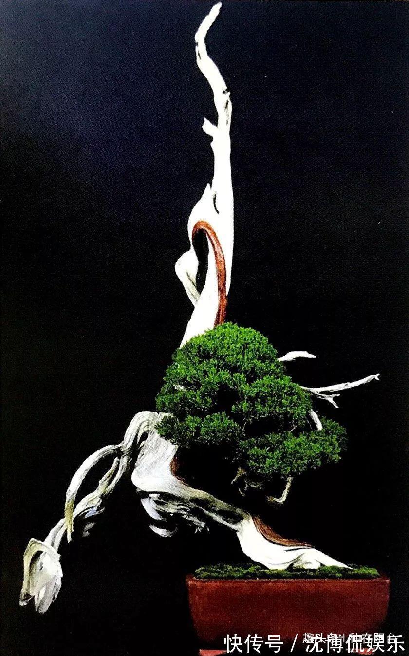 台友们|老实交代,你们觉得盆景制作步骤太难记吧那就念这十字箴言咯!