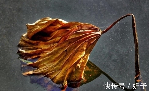 荷叶绿!一季繁花今渐落,满塘荷叶绿中残;八首婉约词,领略秋荷的美