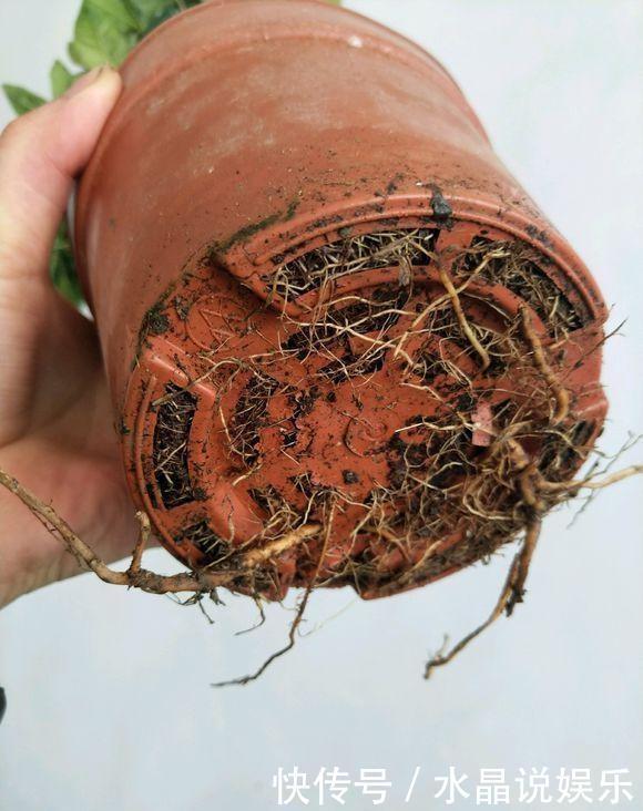 长寿花|养花先“养根”,高手用一招,养出根系“一尺长”,开花特别旺