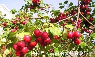 八棱海棠是美化风景的首选观赏树，有极高的观赏价值