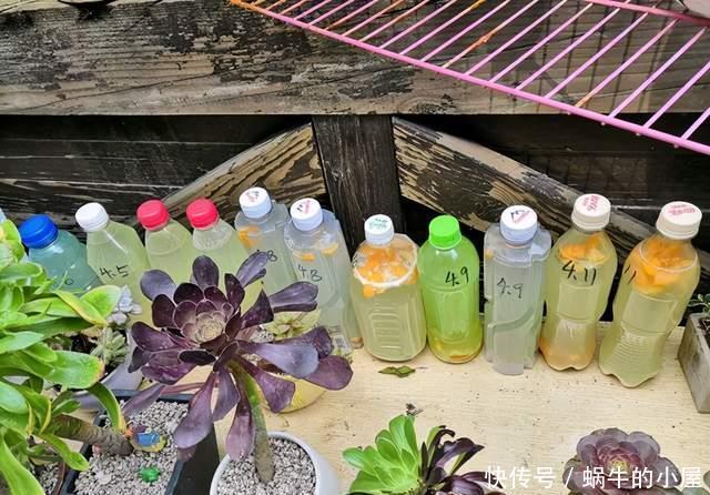 花友|食醋水养花,用得好是宝,用不好就是“夺命水”,浇一盆死一盆