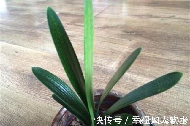 叶片|养君子兰别整那些虚的!这么养,叶片绿油油,一年开2次花!