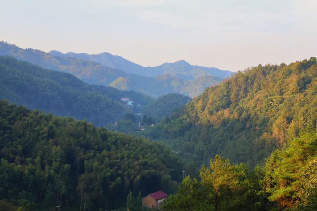 人才会|兰溪高山深处 一年只取一次的“甜蜜”