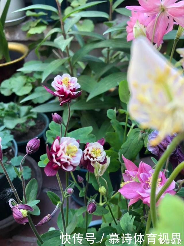 鼠尾草鼠尾草|这花名字太难听,我实在叫不出口,到底谁起的