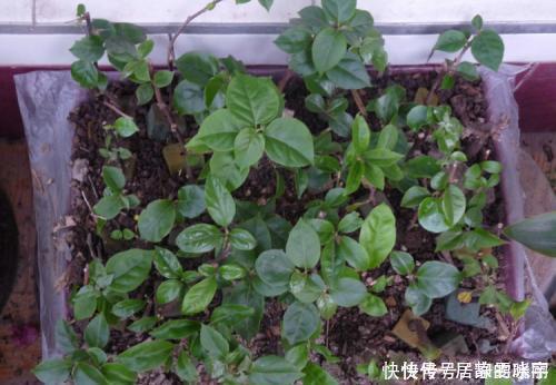 2种漂亮花，别再花钱买，去邻居家剪个枝，插土里易成活！